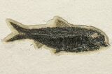 Two Detailed Fossil Fish (Knightia) - Wyoming #163440-1